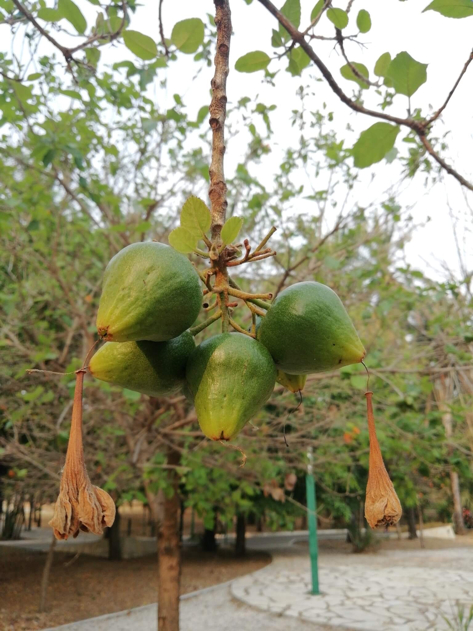 Cordia dodecandra